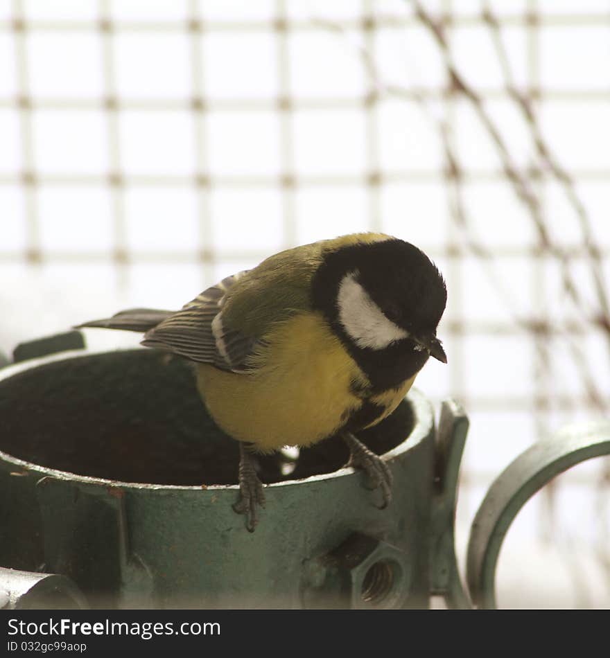 A Great Tit (Parus major)