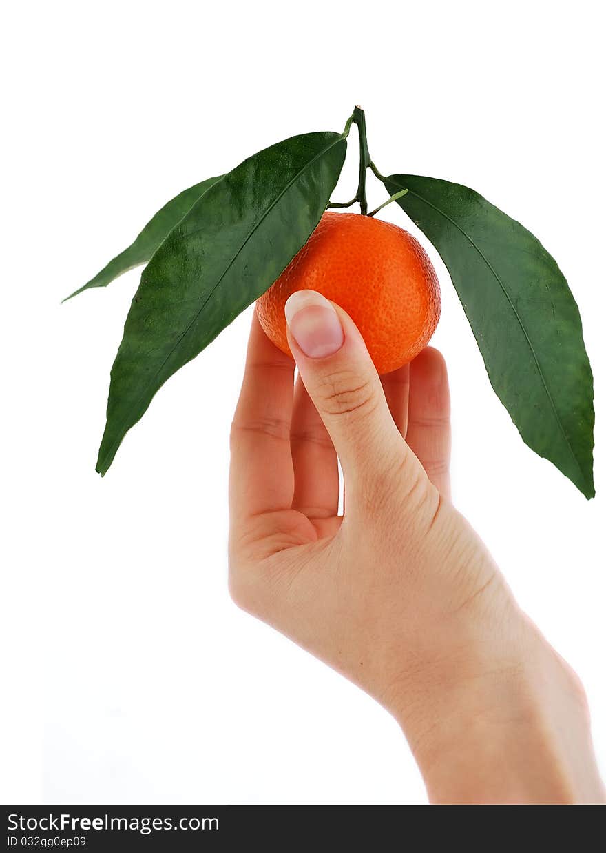 Mandarin with green leaves in his hand