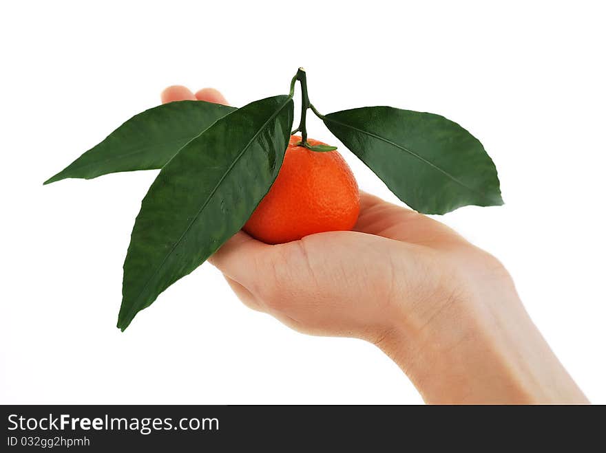 Mandarin with green leaves in his hand