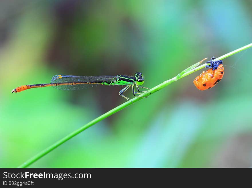 Dragonfly On Green Grass