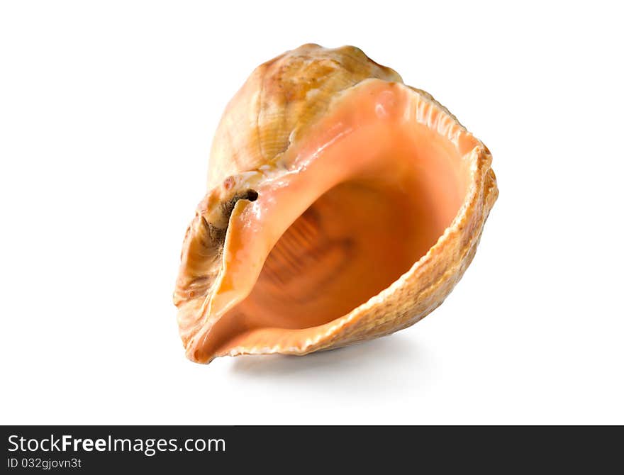 Colorful sea shell isolated on a white background