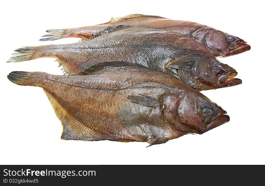 Four fresh flounder fishes