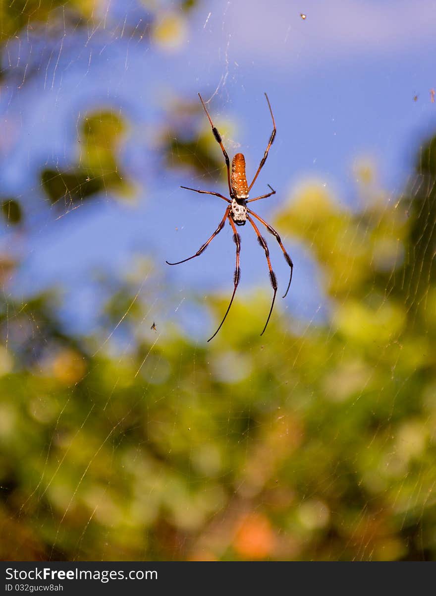 Golden Orb Weaver