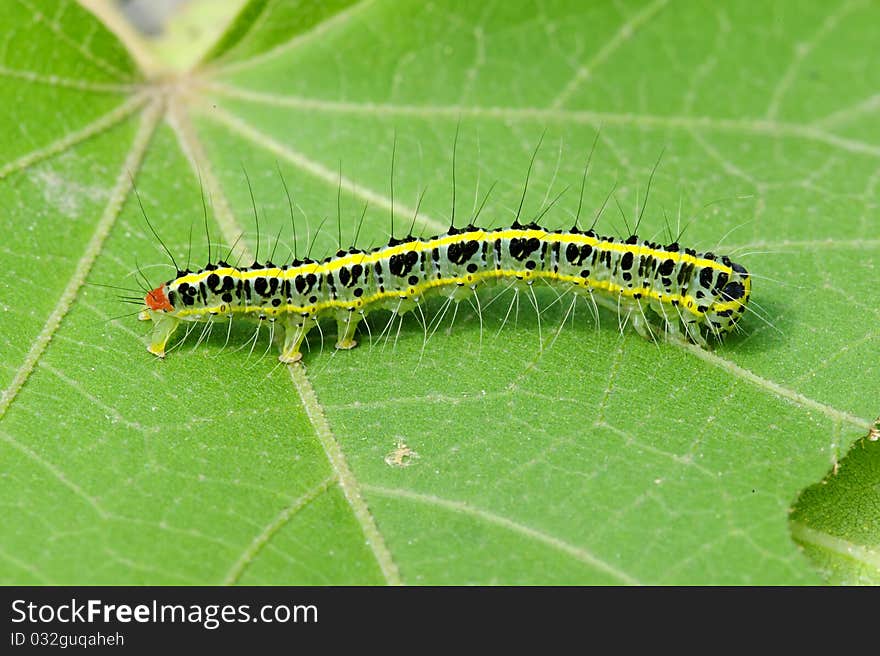 A cute caterpillar on leaf at summer