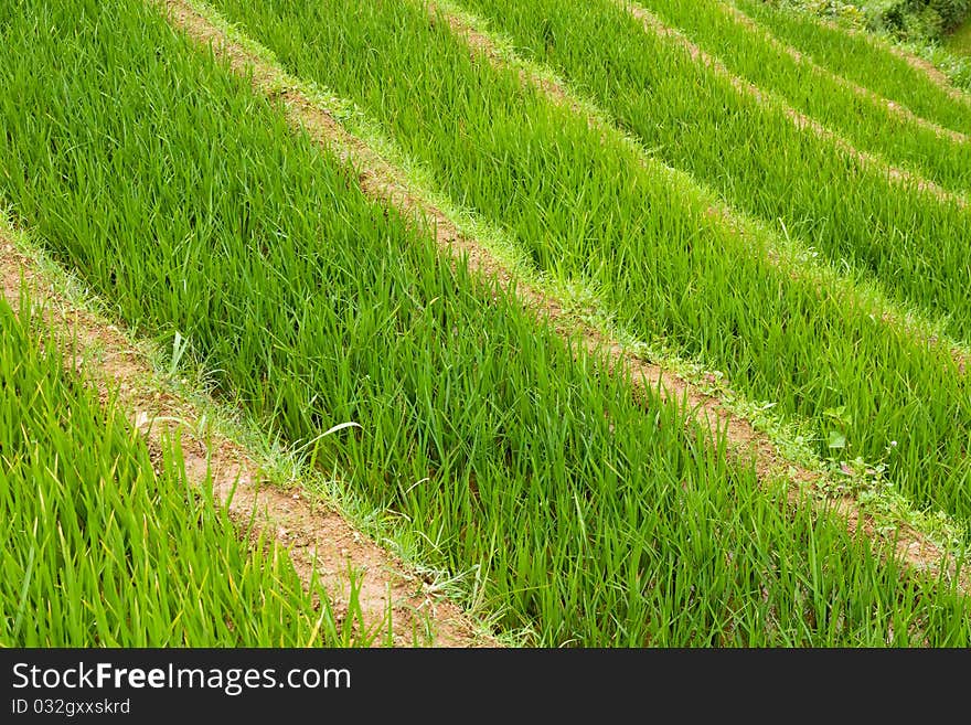 Rice Paddy Terraces Background, Asia. Rice Paddy Terraces Background, Asia