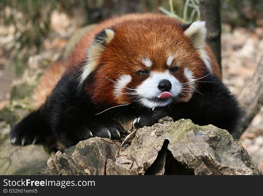 A red panda show tongue close up