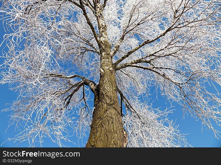 Frozen tree with blue sky as background