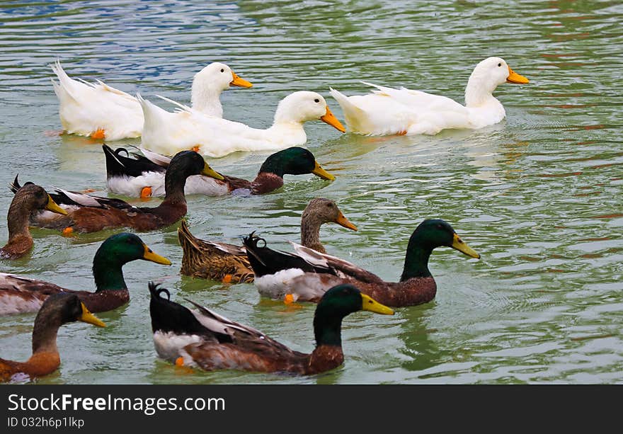 A group of ducks swimming on the pond.