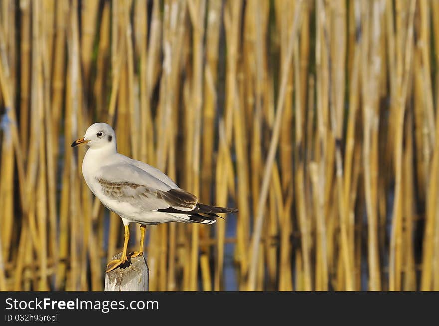 The seagull on the stool. The seagull on the stool.