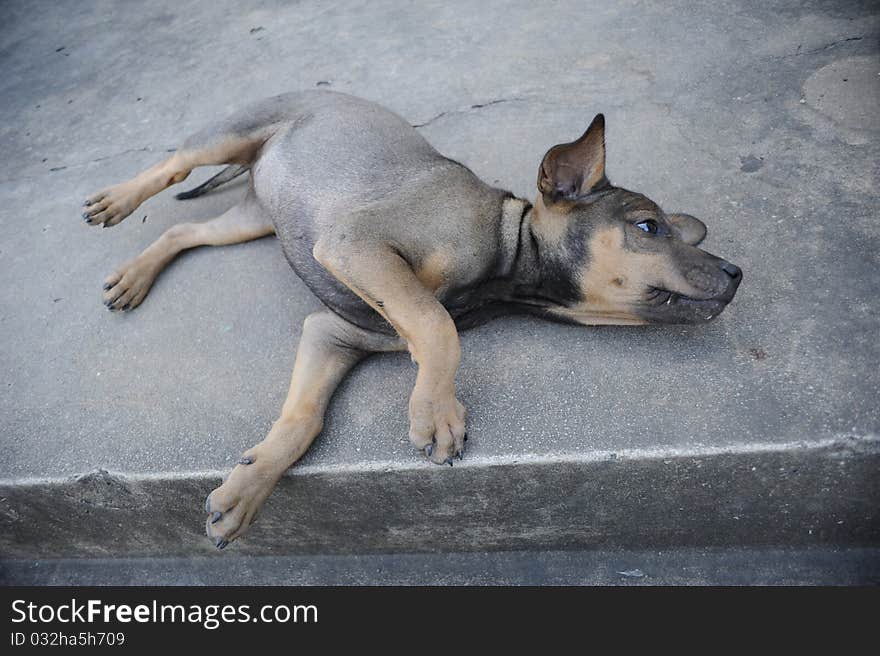 Puppy dog, Thai dog brown color