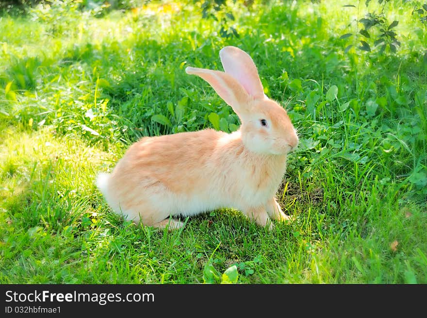 A cute red rabbit on green grass. A cute red rabbit on green grass