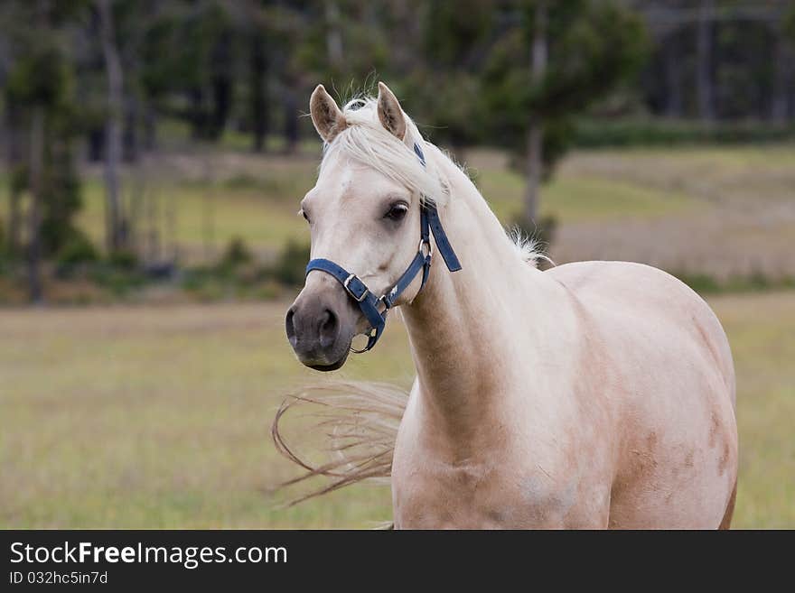 Lovely Arabian palomino mare in field. Lovely Arabian palomino mare in field.