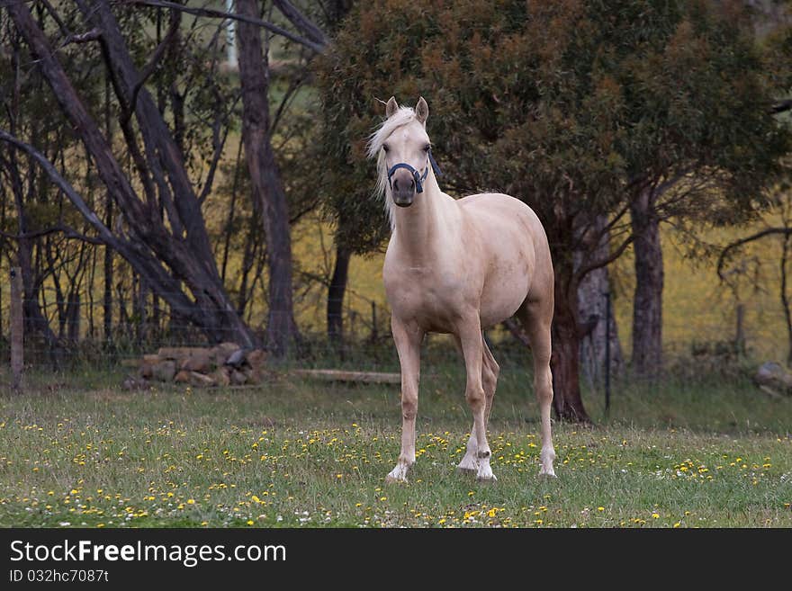 Lovely Arabian palomino mare in field. Lovely Arabian palomino mare in field.