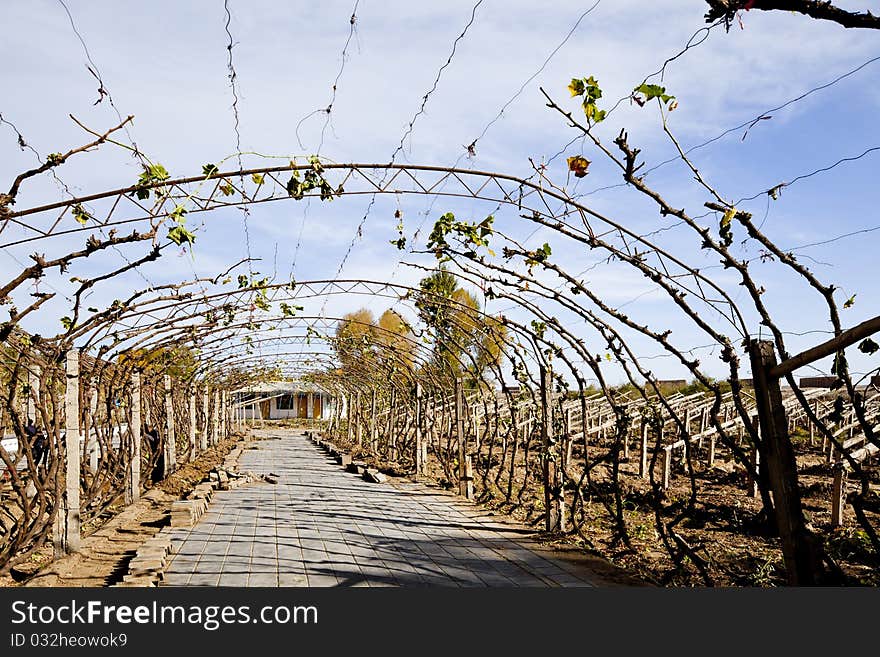 Grape Valley Village, Gansu Province, Dunhuang City, grape vine plantation.Unique arched shape vines