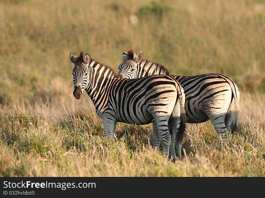 Zebra Pair in a field of green grass