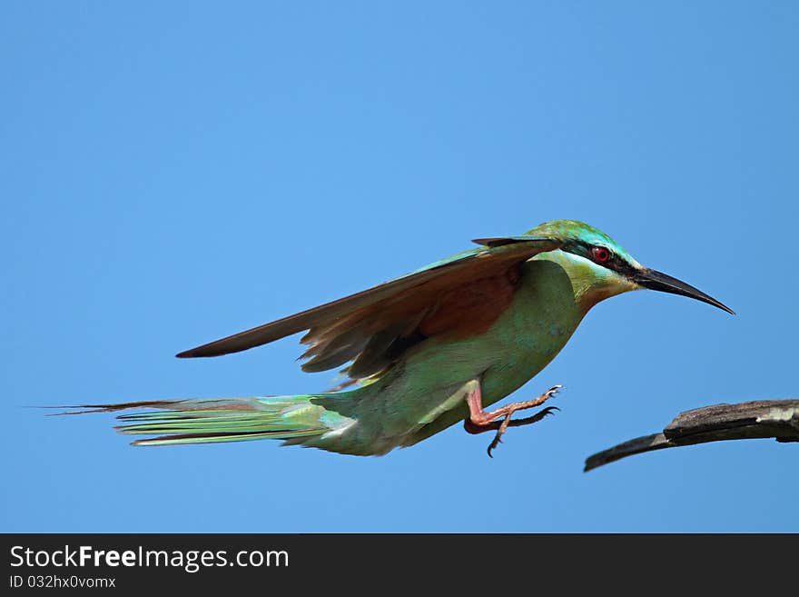 Blue-cheecked Bee-eater in fligt about to land on a branch