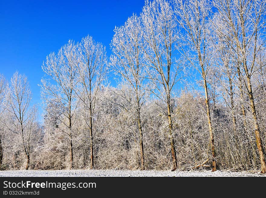 Poplars  In Snow