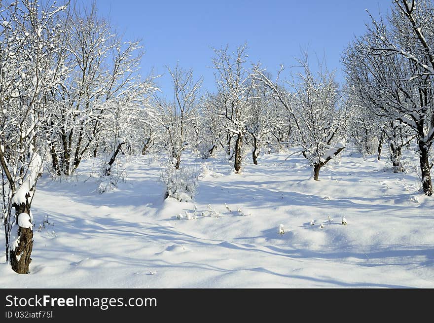 Trees in winter