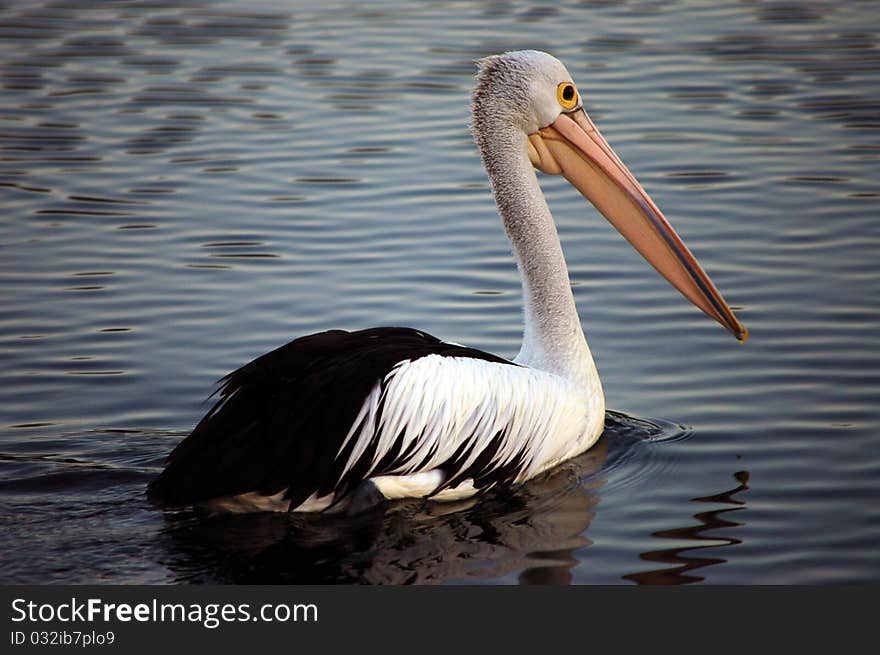 Large Bird Pelican on Water