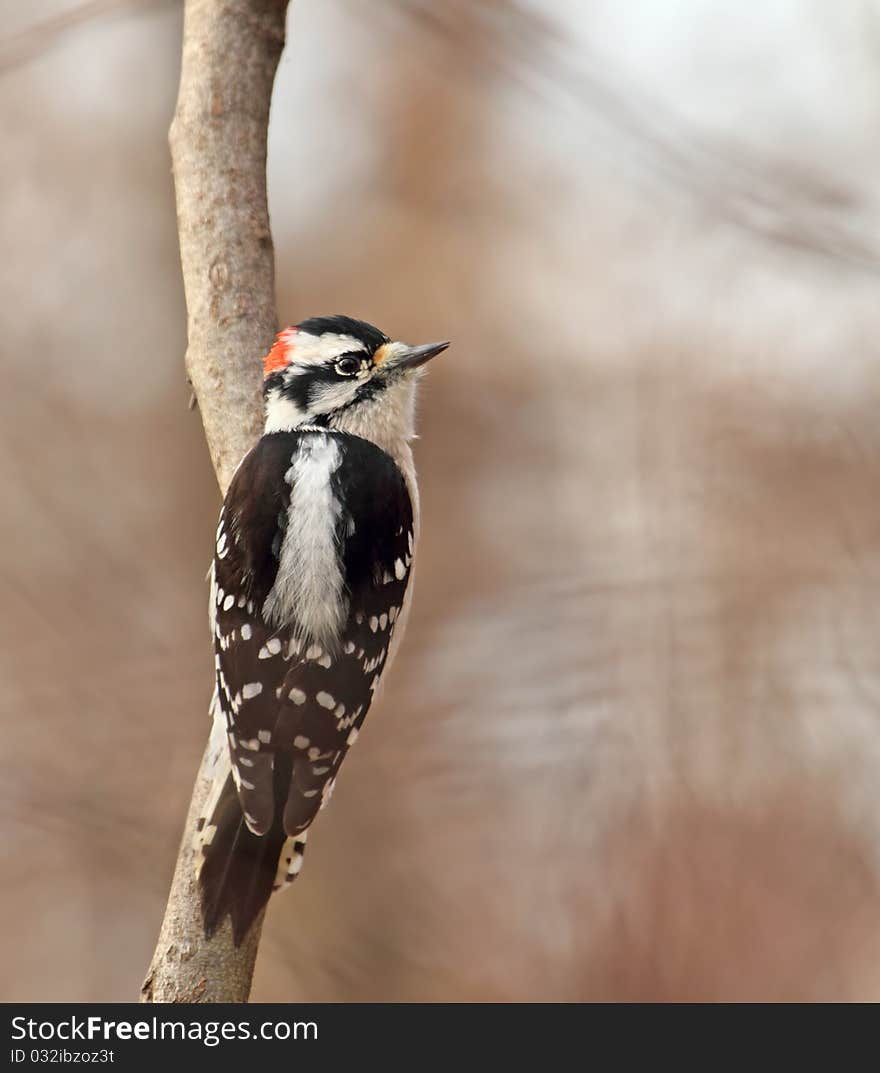 Male downy woodpecker, Picoides pubescens, perched on the side of a tree