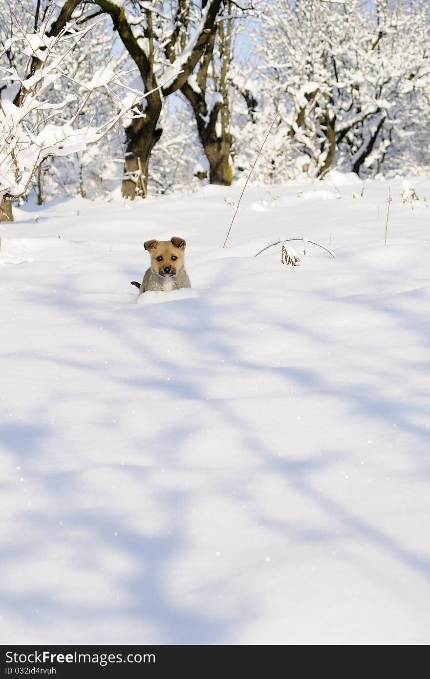 Baby dog running