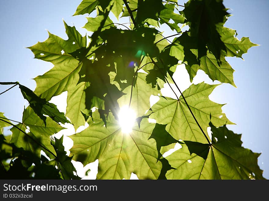 Green Leaves