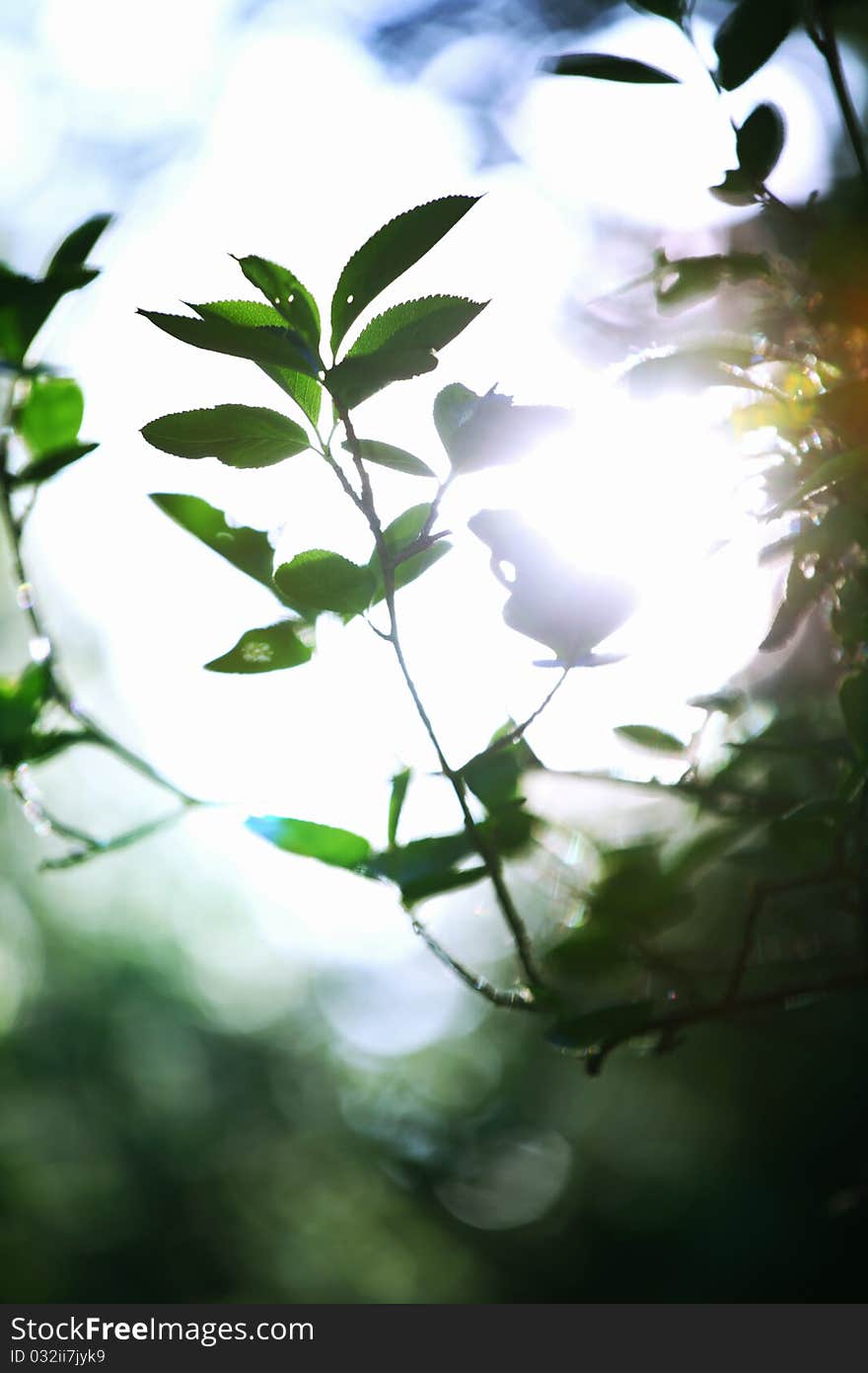 Green leaves sun is shine