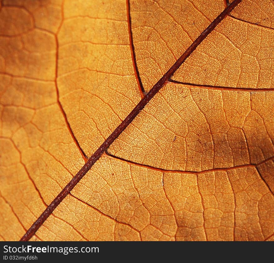 Autumn leaf