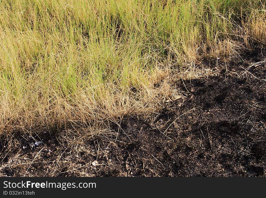 Green grass meadow after burning. Green grass meadow after burning