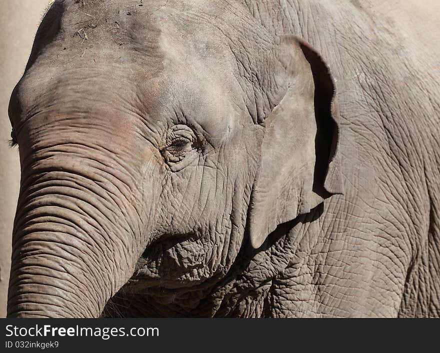 Closeup of an elephant isolated