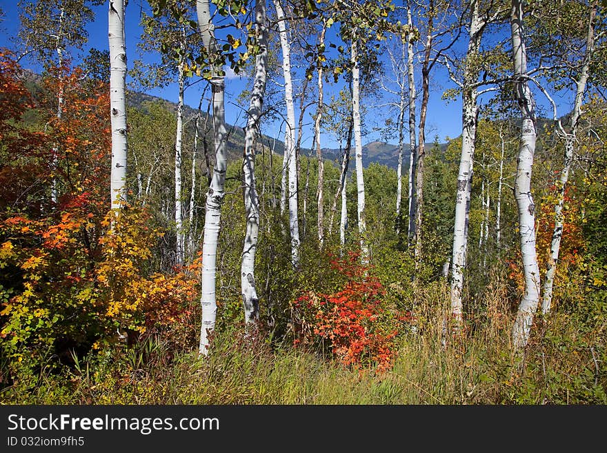 Rocky Mountains in the fall with blue sky and clouds. Rocky Mountains in the fall with blue sky and clouds