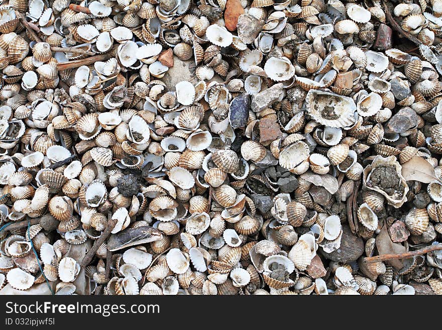 Seashells background in bay ,Thailand. Seashells background in bay ,Thailand