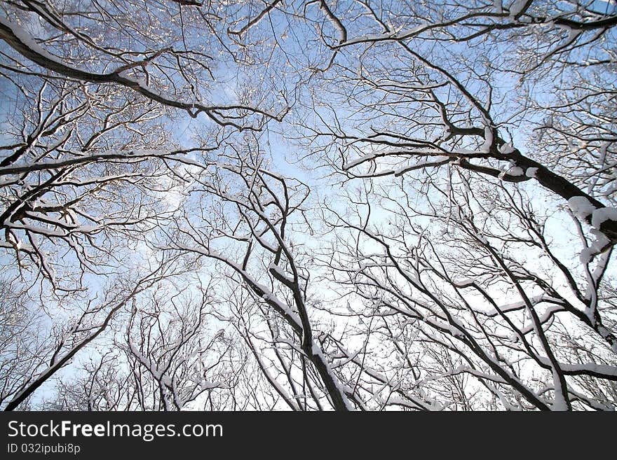 Treetops In Winter