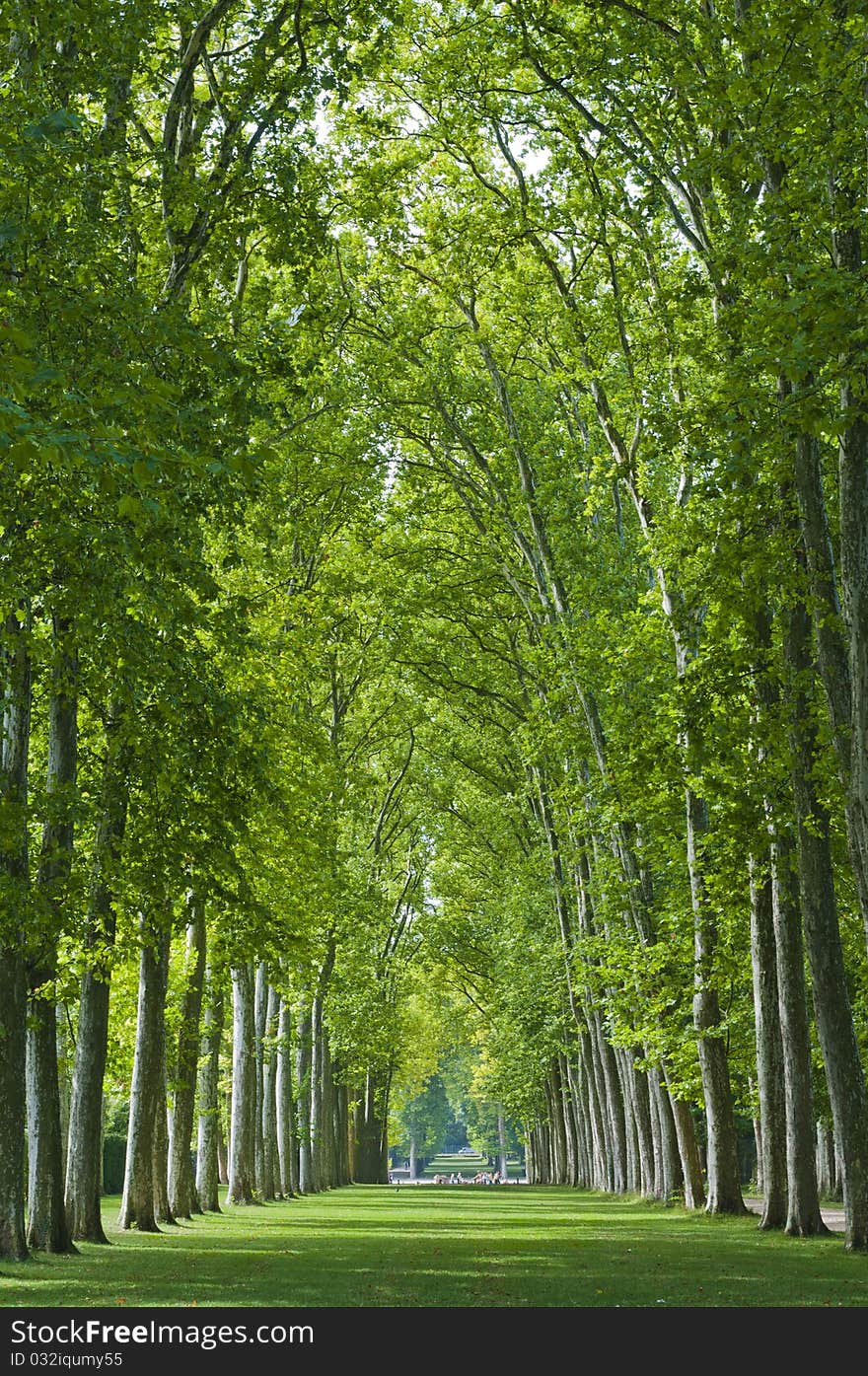 Beneath The Canopy