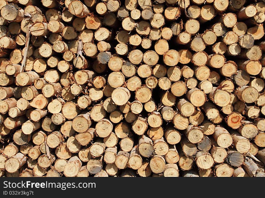 Cross section of wood background in Thailand