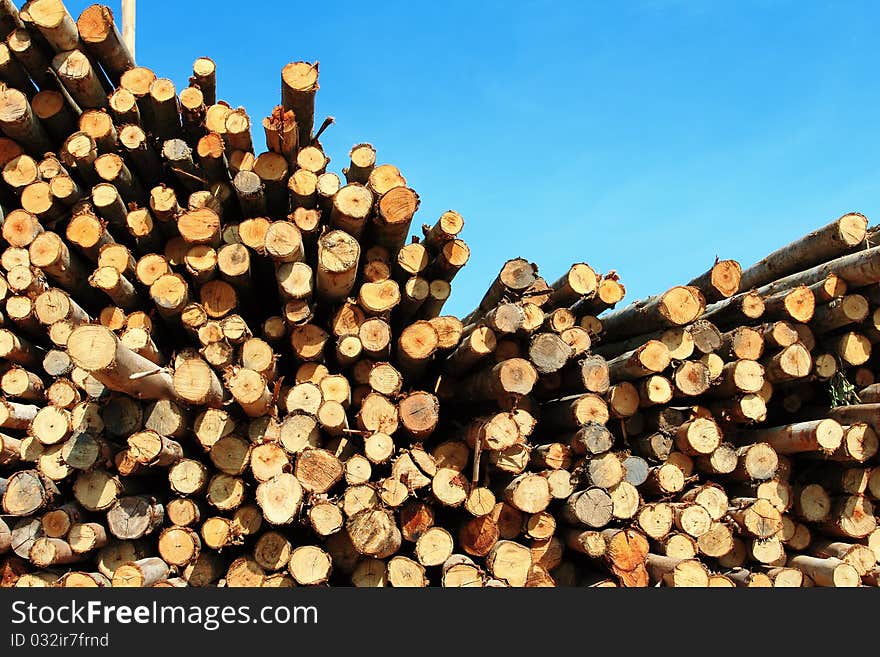 Cross section of wood background in Thailand