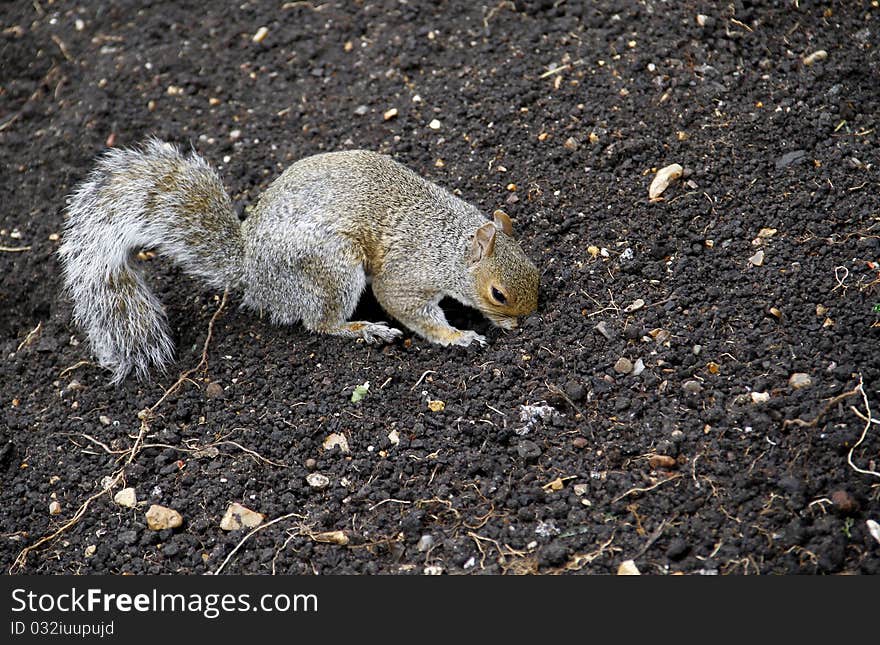 Gray squirrell searching for food. Gray squirrell searching for food