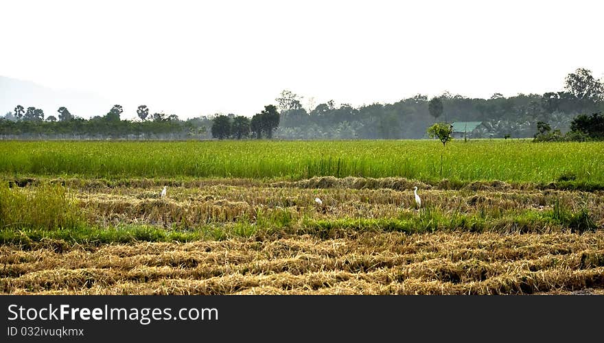 Cornfield