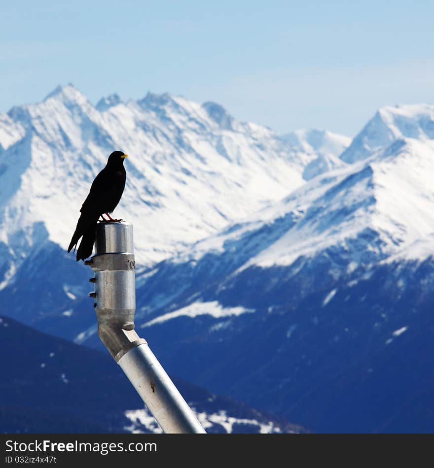 Mountains starling bird