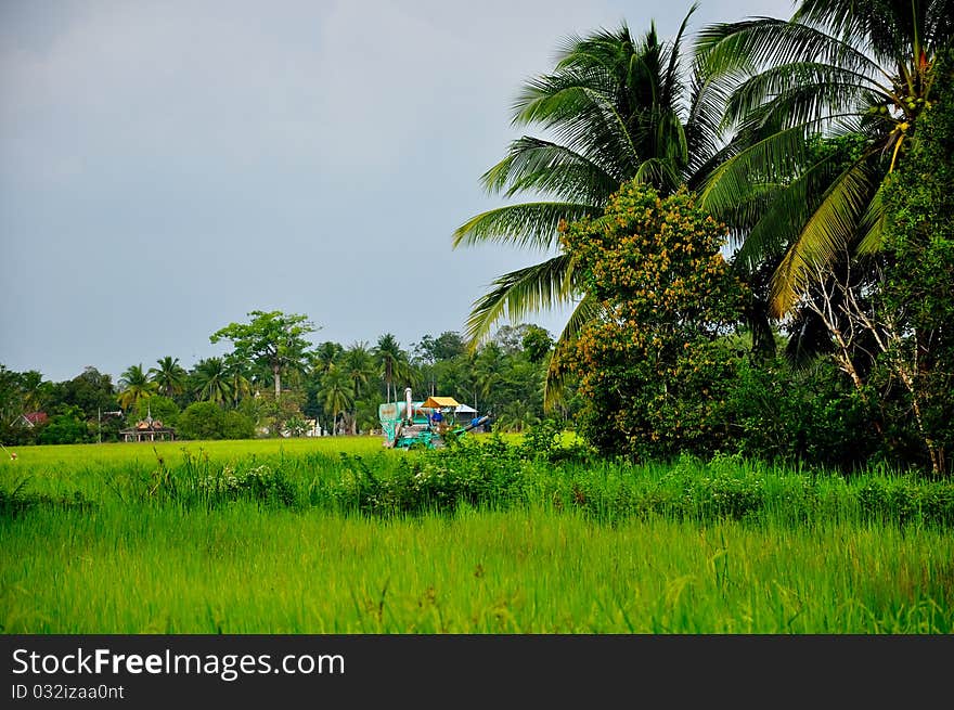 Agriculture is the main occupation of the Asians. The majority of rice farmers. Agriculture is the main occupation of the Asians. The majority of rice farmers.