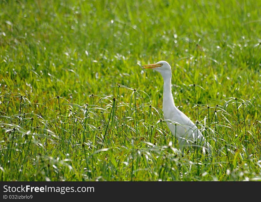 Heron In The Bush