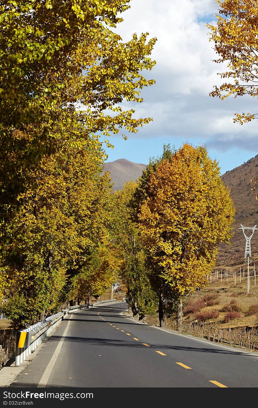 Rural way with trees both sides