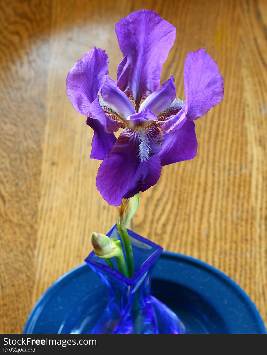 Purple iris in a blue vase on a blue plate on the wooden kitchen table taken from an above vantage point. Purple iris in a blue vase on a blue plate on the wooden kitchen table taken from an above vantage point