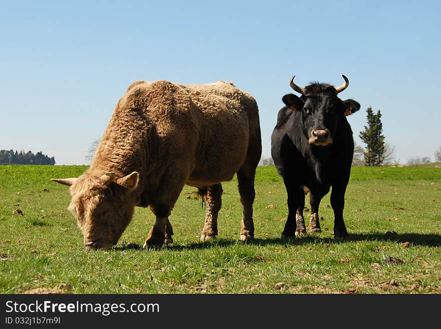 Brown bull and black cow in a field. Brown bull and black cow in a field