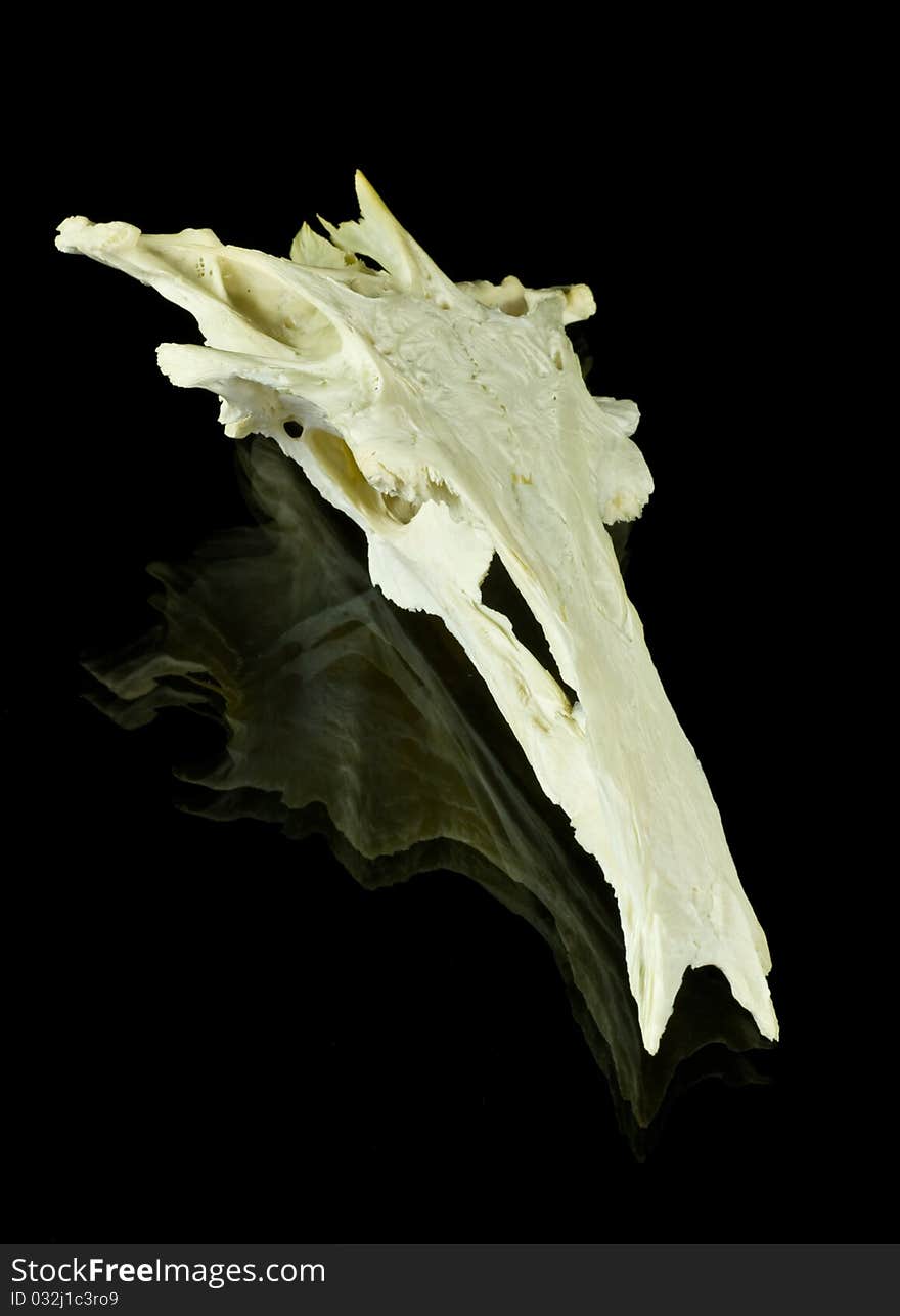 Closeup of a fish skull isolated on black background with reflections.