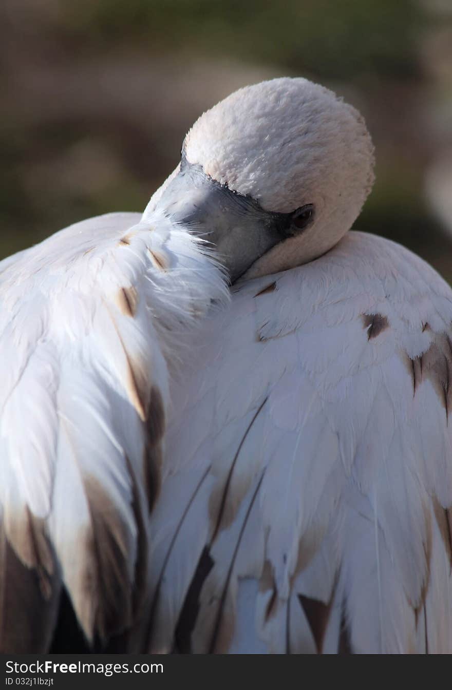 Flamingo Sleep