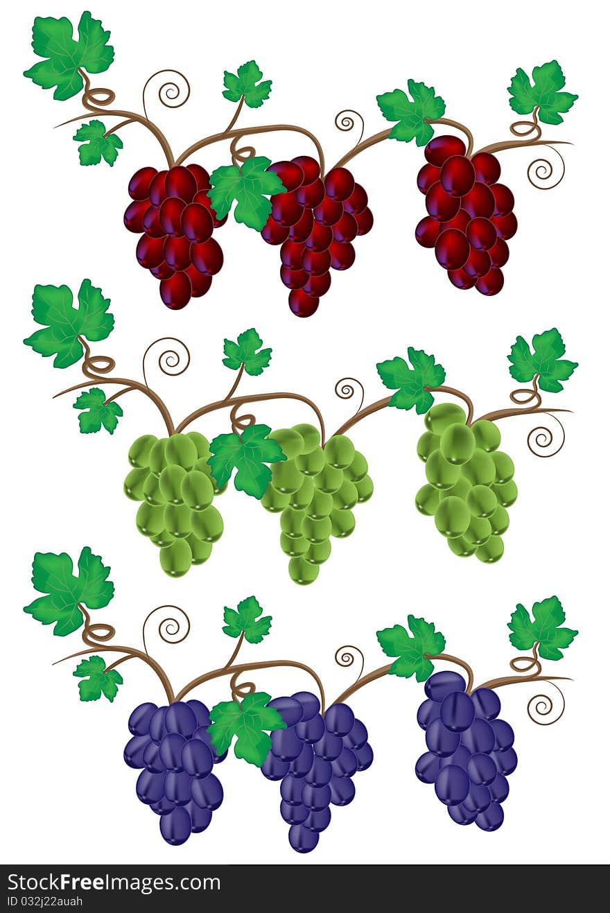 Grape And Vine Illustration