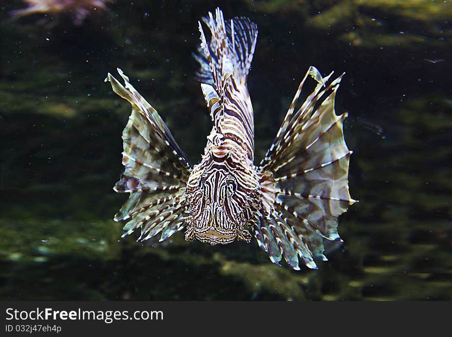 Close up Japanese Lionfish, lion fish, in aquarium. Close up Japanese Lionfish, lion fish, in aquarium.