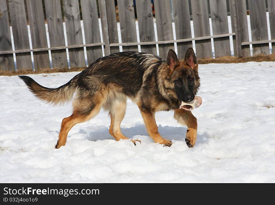 German shepherd dog female playing with bone in snow