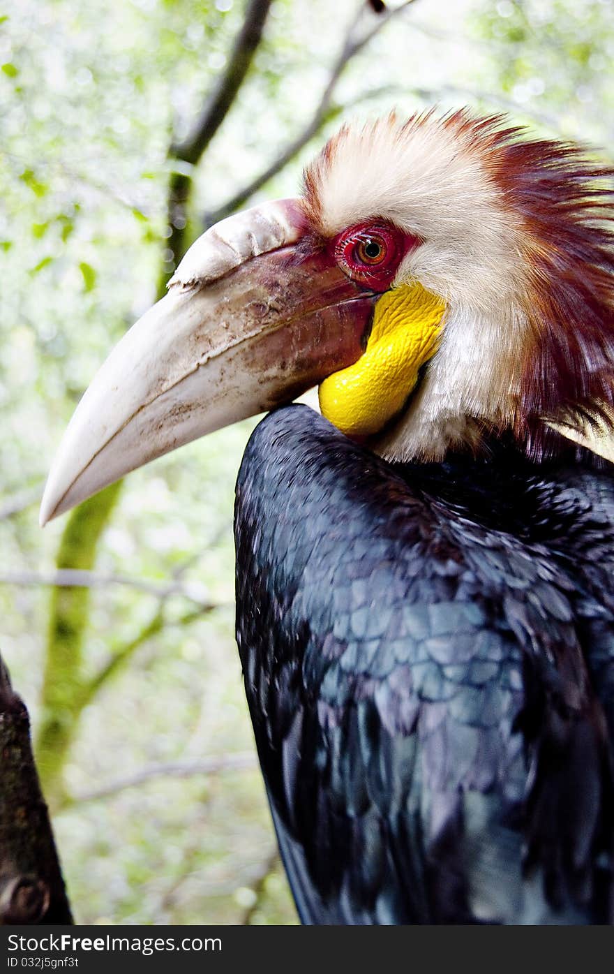 Papuan hornbill